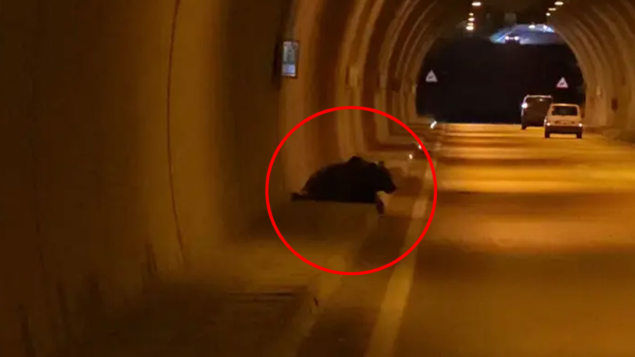 Karabük'te tünele ayı girdi! Kaldırımda oturup, dakikalarca çevreyi izledi