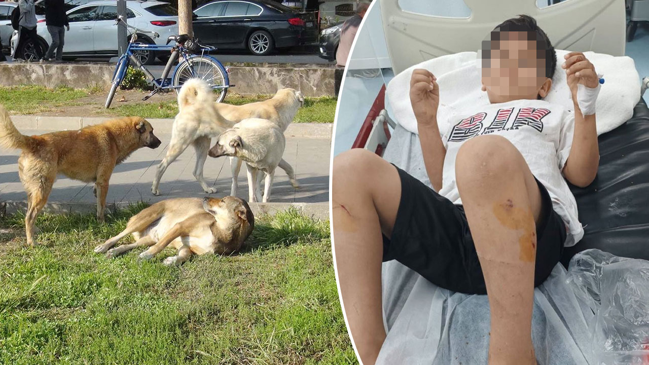 Bakanlık, Viranşehir'deki başıboş köpek dehşeti sonrası harekete geçti!
