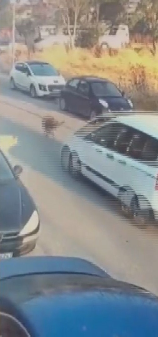 Sokak köpeğine çarpan sürücü tutuklandı!